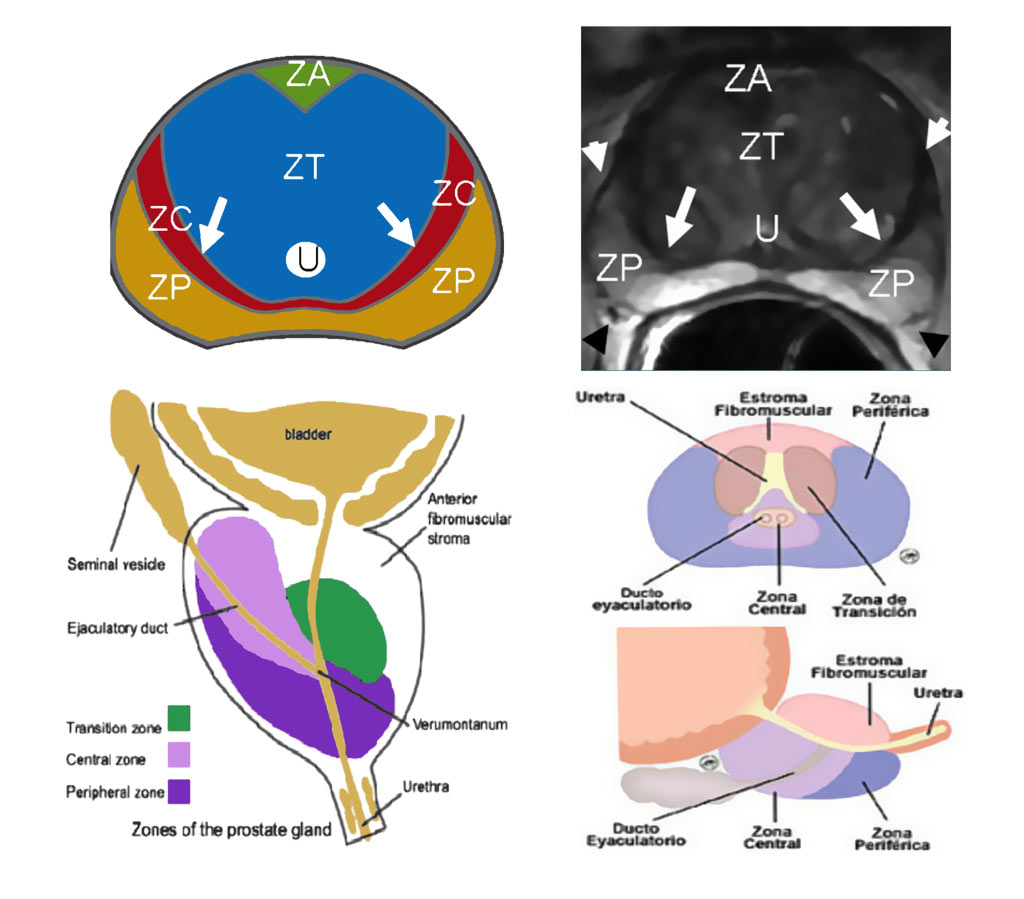 prostata anatomia