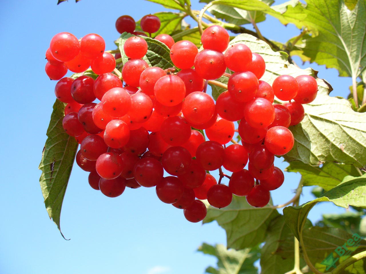 mirtillo rosso
